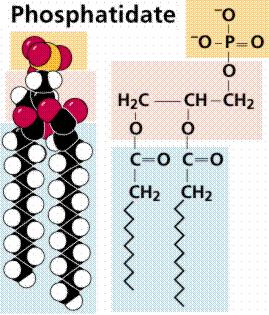 fosfolipidy