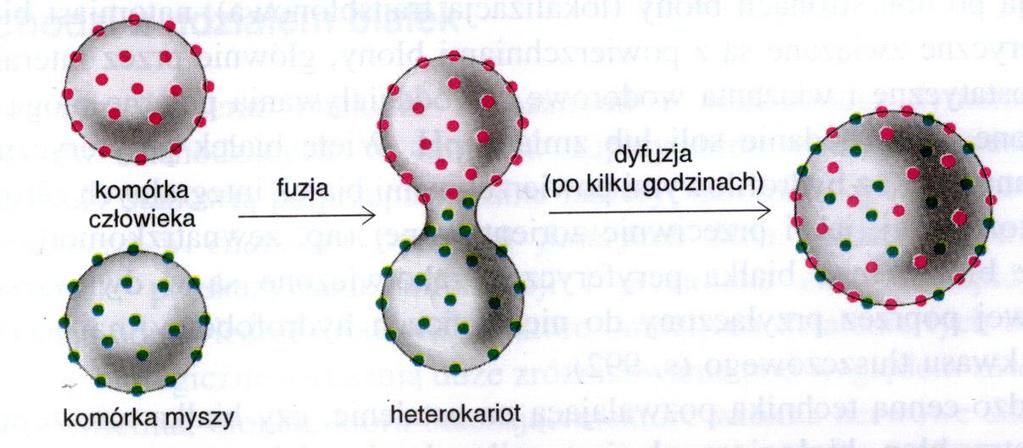 TRANSLACYJNE RUCHY CZĄSTECZEK W BŁONIE KOMÓRKOWEJ TRANSWERSALNE