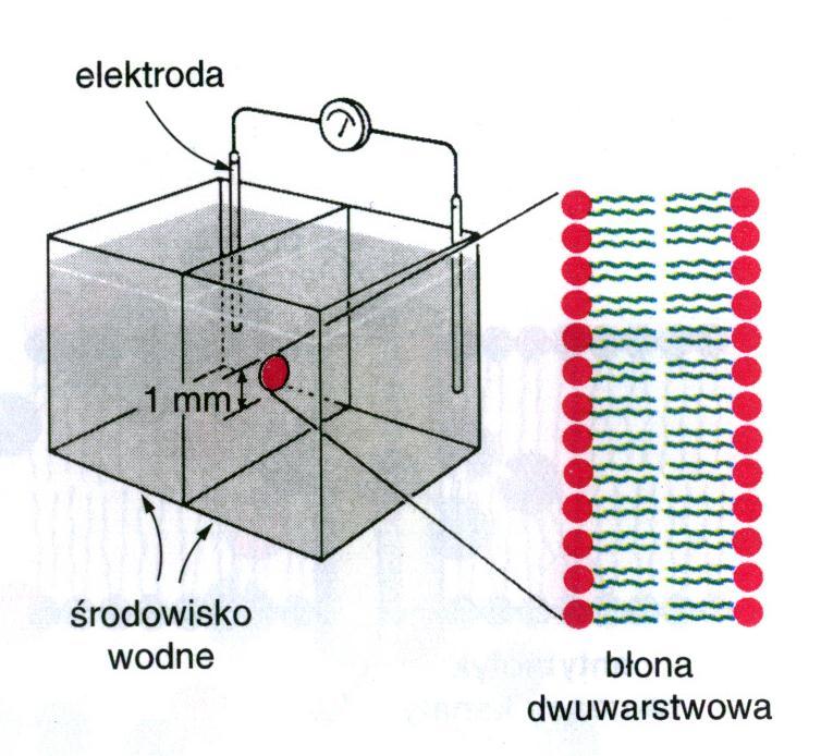 WYZNACZANIE GRUBOŚCI DWUWARSTWY LIPIDOWEJ (na podstawie pomiaru jej pojemności elektrycznej) 1.