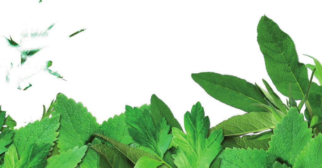 Produkty od A do Z Werbena pospolita (Verbena officinalis) Zastosowanie: ropnie, ropne zapalenie łożyska paznokcia, zapalenie gruczołu sutkowego, zainfekowane egzemy, czyraki, półpasiec, zapalenie