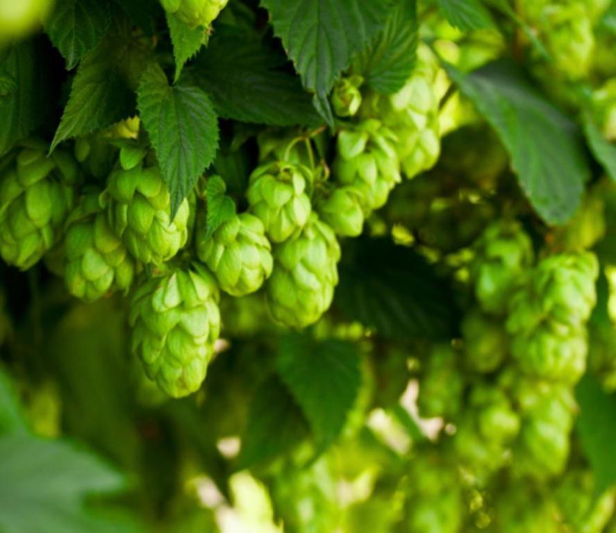 Chmiel Chmiel (łac. Humulus), to roślina lecznicza, oraz jeden z głównych surowców wykorzystywanych w produkcji piwa To roślina pochodząca z Azji należąca do rodziny konopiowatych (Cannabinaceae).