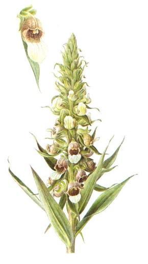 GLIKOZYDY NASERCOWE Glikozydy nasercowe