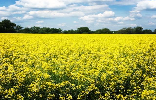Miód z ogórecznika- charakteryzuje się niezwykłą delikatnością i neutralnym miodowo-woskowym aromatem. Polecany jest szczególnie dzieciom i osobom preferującym miody delikatne.
