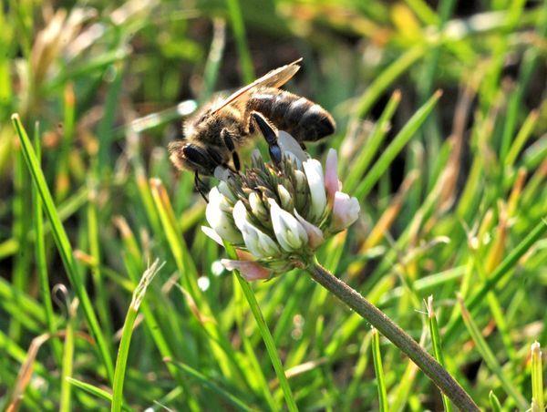 Miód koniczynowy- wytwarzają pszczoły z nektaru koniczyny białej i czerwonej.