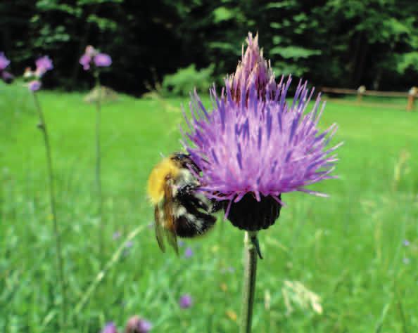OSTROŻEŃ ŁĄKOWY (Cirsium rivulare) Najliczniej występuje w niższych partiach gór oraz na wyżynach. Rośnie na wilgotnych łąkach, nad brzegami potoków. Jest byliną.