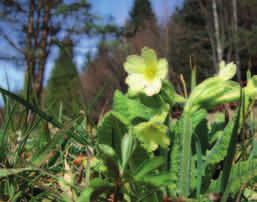 PIERWIOSNEK WYNIOSŁY syn. PIERWIOSNKA WYNIOSŁA (Primula elatior) OCHRONA CZĘŚCIOWA Jak sugeruje nazwa, jest jednym z pierwszych wiosennych kwiatów.