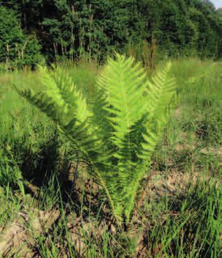 OCHRONA CZĘŚCIOWA PIÓROPUSZNIK STRUSI (Matteucia struthiopteris) Gatunek paproci spotykany nad rzekami.