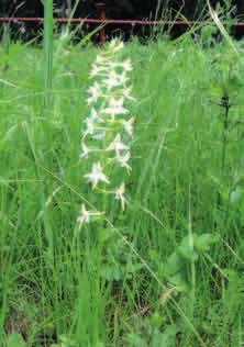 OCHRONA CZĘŚCIOWA PODKOLAN BIAŁY (Platanthera bifolia) Podkolan biały. Fot. PŁW Jeden z częściej spotykanych krajowych gatunków storczyków, czyli orchidei.