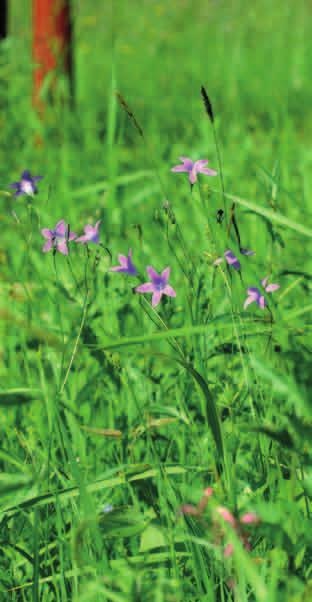 DZWONEK ROZPIERZCHŁY (Campanula patula) Występuje na średnio wilgotnych oraz suchych łąkach kośnych, a także na zrębach i w zaroślach, na dobrze nasłonecznionych