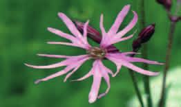 FIRLETKA POSZARPANA (Lychnis flos-cuculi) Jedna z bardziej popularnych roślin łąkowych. Jest gatunkiem charakterystycznym dla trwale lub okresowo wilgotnych łąk.