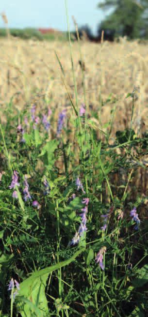 WYKA PTASIA (Vicia cracca) Roślina ta występuje najczęściej na łąkach, w zaroślach oraz na polach. Wyka należy do tzw.