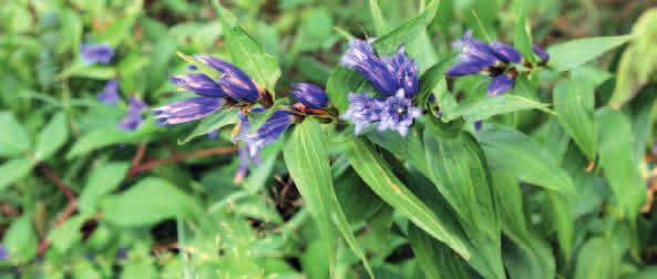 GORYCZKA TROJEŚCIOWA (Gentiana asclepiadea) OCHRONA CZĘŚCIOWA Występuje w rejonach górskich i podgórskich jest dość pospolita w Karpatach, natomiast rzadsza w Sudetach.