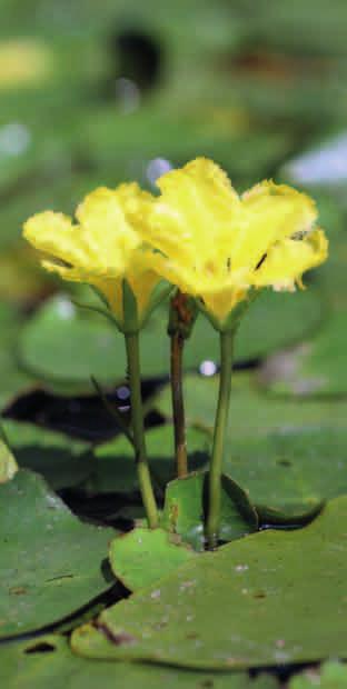 GRZYBIEŃCZYK WODNY (Nymphoides peltata) Rośnie w płytkich zbiornikach wodnych do 1,6 metra głębokości.