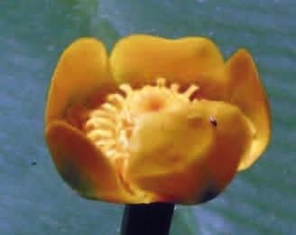 GRĄŻEL ŻÓŁTY (Nuphar lutea) Kłącze grążela może osiągać długość nawet do 4 metrów. Sercowate liście unoszą się na powierzchni.