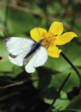 KNIEĆ BŁOTNA (Caltha palustris) Potoczna nazwa tej rośliny to kaczeniec. Rośnie w miejscach wilgotnych, na podmokłych łąkach, przy brzegach strumieni oraz w rowach.