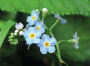 NIEZAPOMINAJKA BŁOTNA (Myosotis palustris) Pięciopłatkowe kwiaty niezapominajki błotnej. Fot.