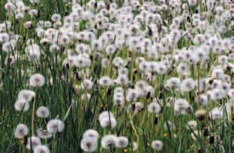 MNISZEK LEKARSKI (Taraxacum officinale) Żółte mlecze kwitnące masowo w kwietniu i maju są w rzeczywistości kwiatostanami składającymi się z wielu drobnych kwiatów, które są