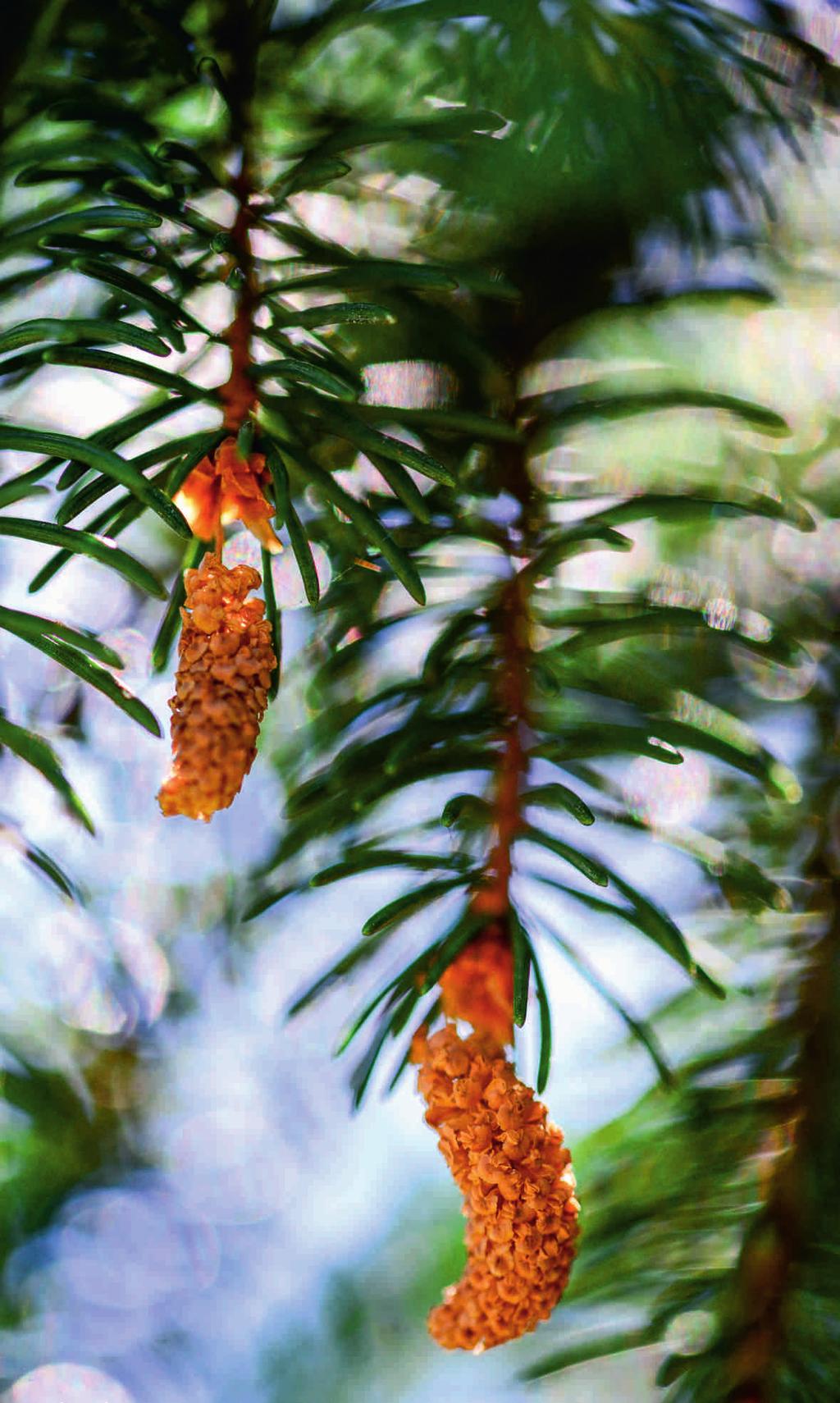 JODŁA POSPOLITA (Abies alba) fot.