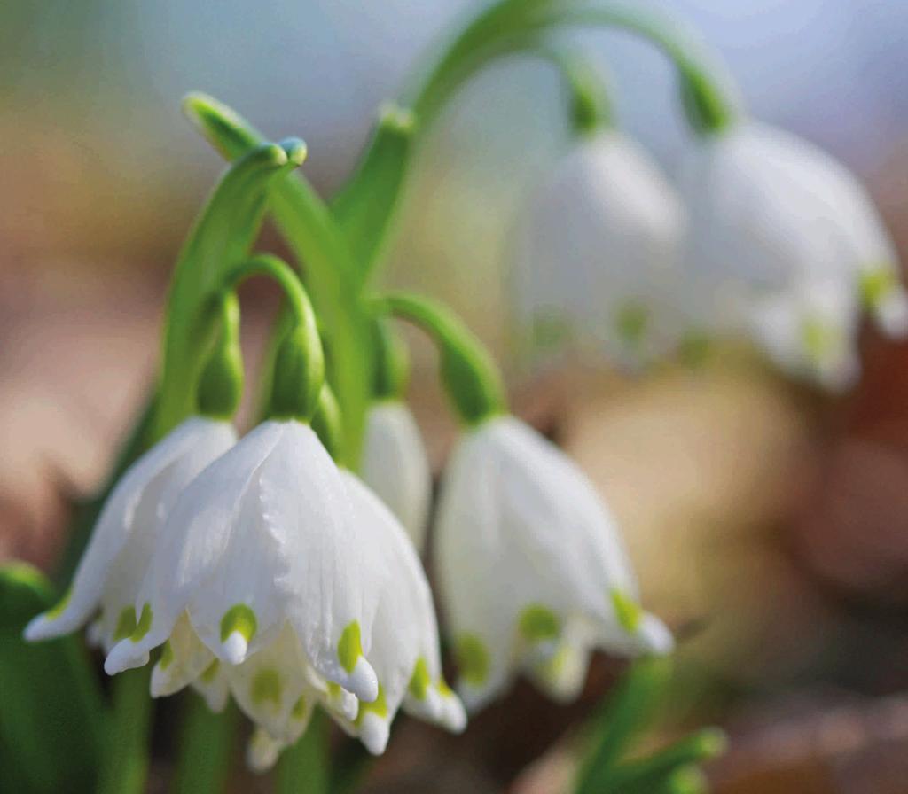 ŚNIEŻYCA WIOSENNA (Leucojum vernum) fot.