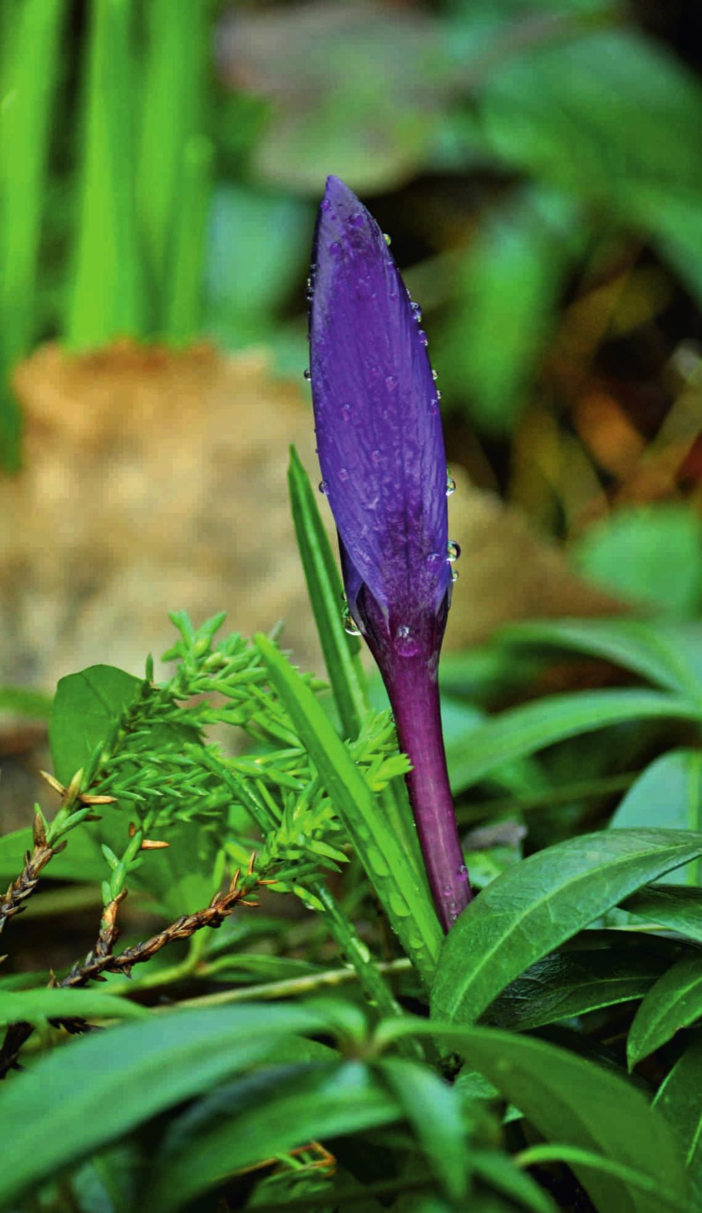 fot. Mirosław Gleb SZAFIREK DROBNOKWIATOWY (Muscari