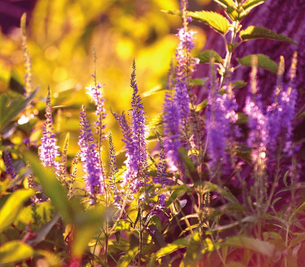 PRZETACZNIK DŁUGOLISTNY (Veronica longifolia) fot.