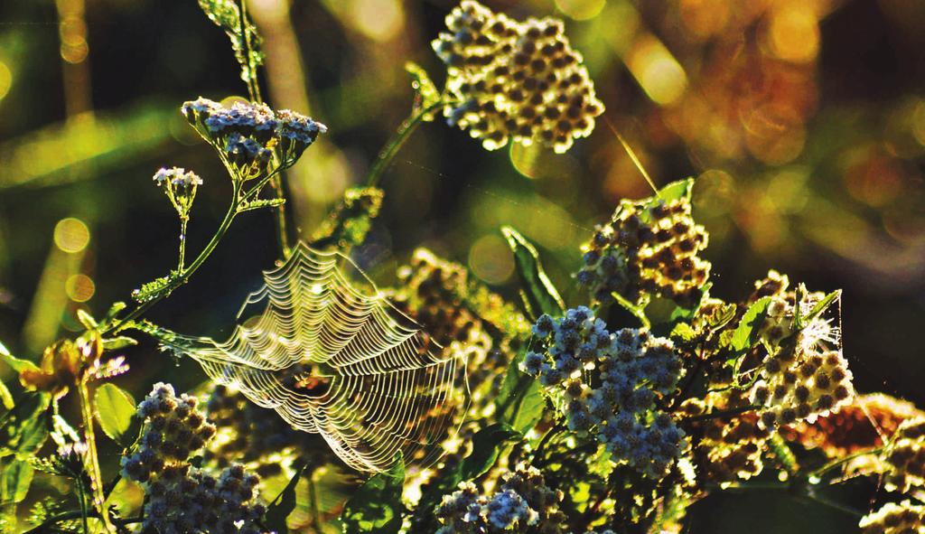 KRWAWNIK POSPOLITY (Achillea millefolium) fot.