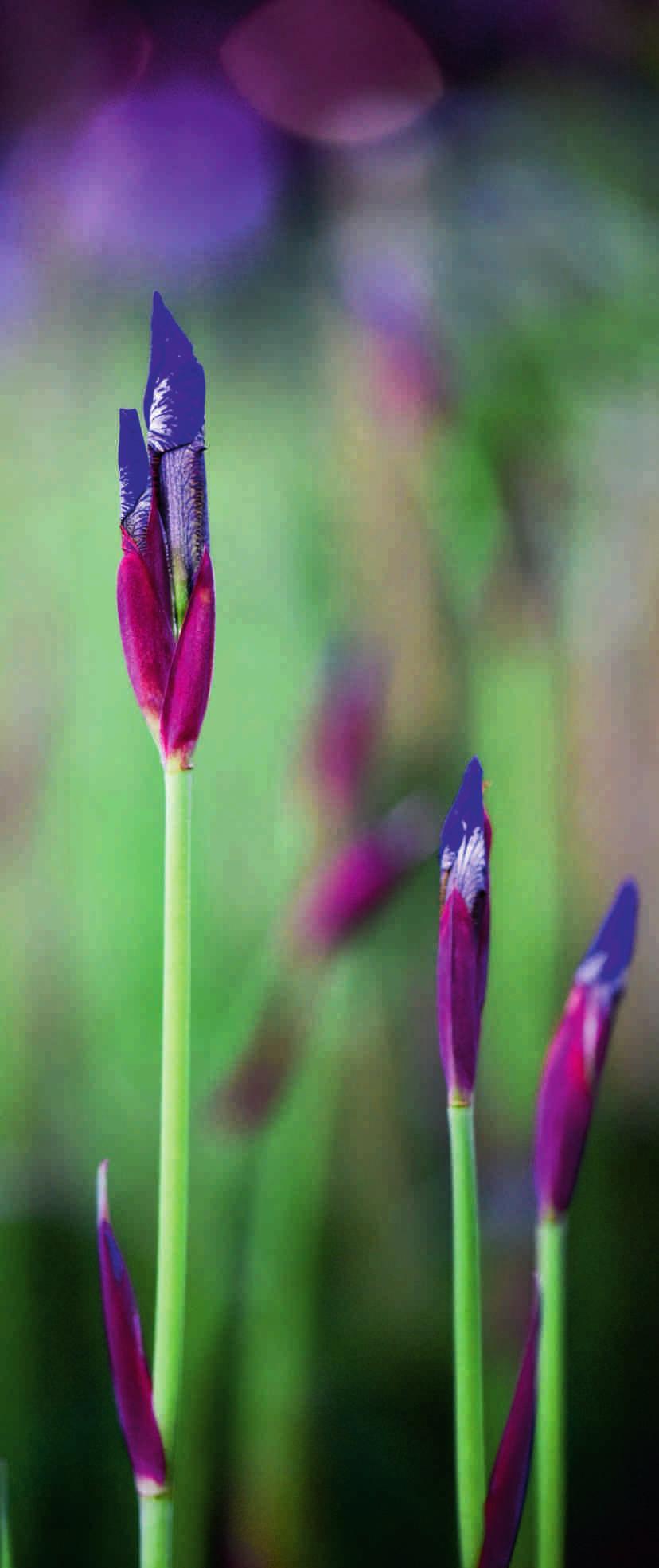 KOSACIEC SYBERYJSKI (Iris sibirica) fot.