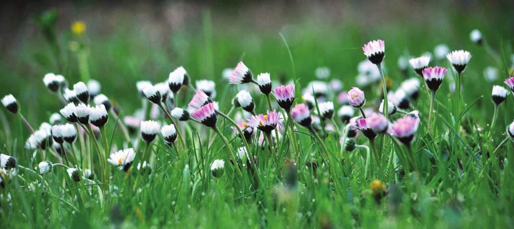 STOKROTKA POSPOLITA (Bellis perennis) fot.