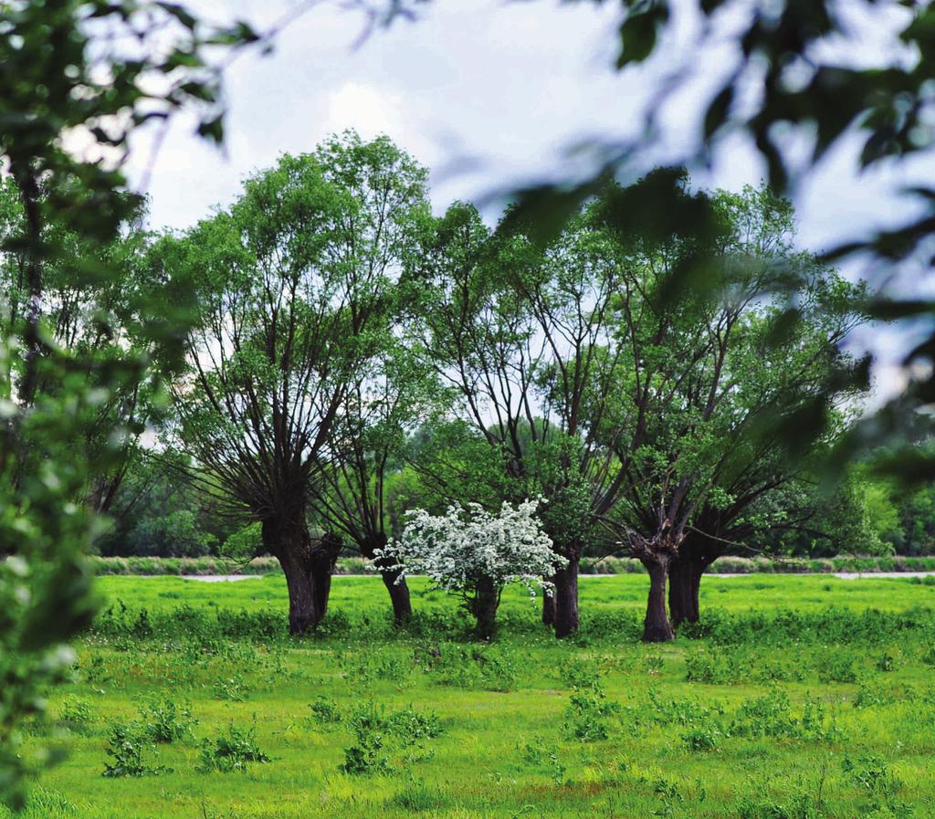 WIERZBA (Salix L.) fot.