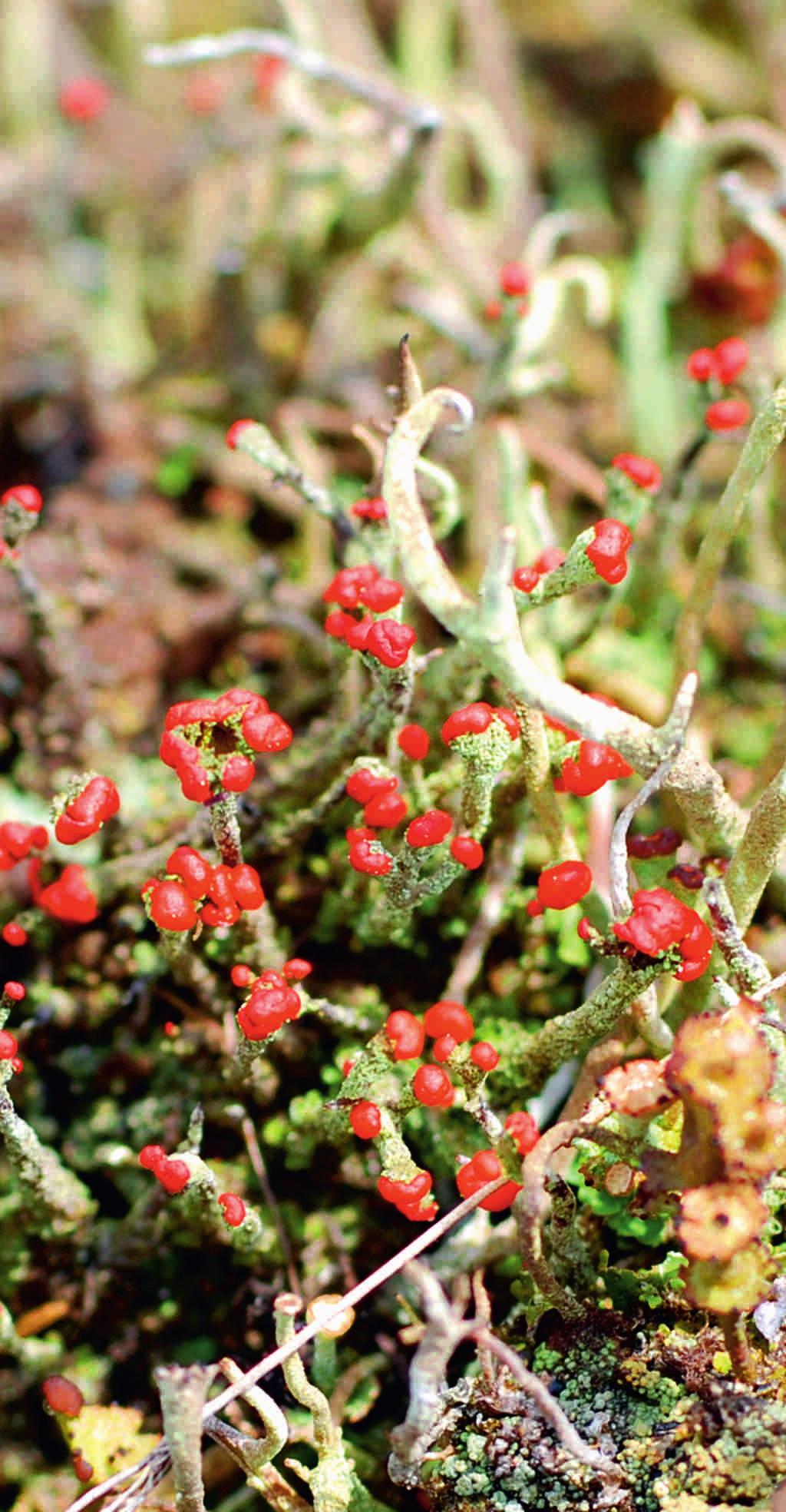 CHROBOTEK KORALKOWY (Cladonia coccifera (L.) Willd.) fot.