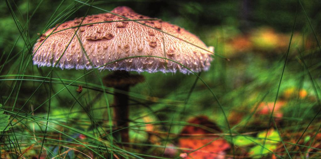 BOROWIK SZLACHETNY (Boletus badius) fot.