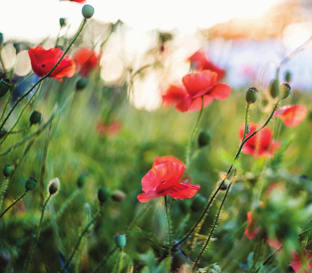 rośliny MAK POLNY (Papaver rhoeas) fot.