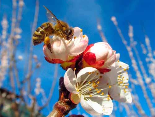 1.3. KLASYFIKACJA ROŚLIN MIODODAJNYCH Przy badaniach mających na celu stosowanie roślin miododajnych w pszczelarstwie, przyjęto dzielenie ich na grupy.