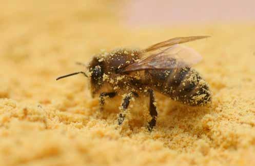 Rośliny pyłkodajne. Wiele roślin wydziela nektar i zaopatruje pszczoły w pyłek. I tylko z niewielkiej ich grupy zbierają tylko pyłek.