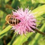 Po zastosowaniu polepsza ogólny stan zdrowia, zmniejsza potliwość, poprawia krążenie i dotlenienie mózgu. Dla pszczół nieszkodliwy.