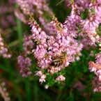 Pozyskiwany jest przez pszczoły z nektaru kozłka lekarskiego (Valeriana officinalis L.). Odznacza się wyraźnie zaznaczonym działaniem uspokajającym na układ nerwowy.