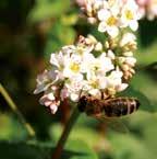 Miód groszkowy wytwarzany jest przez pszczoły z groszku zwyczajnego (siewnego) (Lathyrus sativus L.). Jest przezroczysty, ma przyjemny aromat i smak.