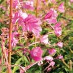 Wierzbówka drobnokwiatowa (Epilobium parviflorum Schreb.) jest szeroko rozpowszechnioną rośliną miododajną.