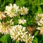 Jest chętnie odwiedzana przez pszczoły i zaliczana jest do dobrych roślin miododajnych. Nektar wydziela najobficiej przy temperaturze powietrza 24-26 o C, przy wilgotności 40-50%.