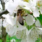 Jednak tego miodu pszczoły nie zbierają zbyt wiele. Kiedy owocują sady rodziny pszczele są jeszcze słabe, a także wydajność miodowa sadów jest niewielka 20-30 kg/ha.