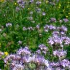 Zaliczany do rzadkich odmian miodu. Tytoń, z punktu widzenia pszczelarstwa, należy do cennych roślin miododajnych kwitnienie od lipca do października.