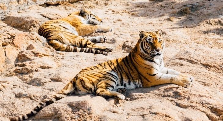 Nowe ZOO OGRODY ZOOLOGICZNE W Poznaniu znajduje się Nowe i Stare ZOO.