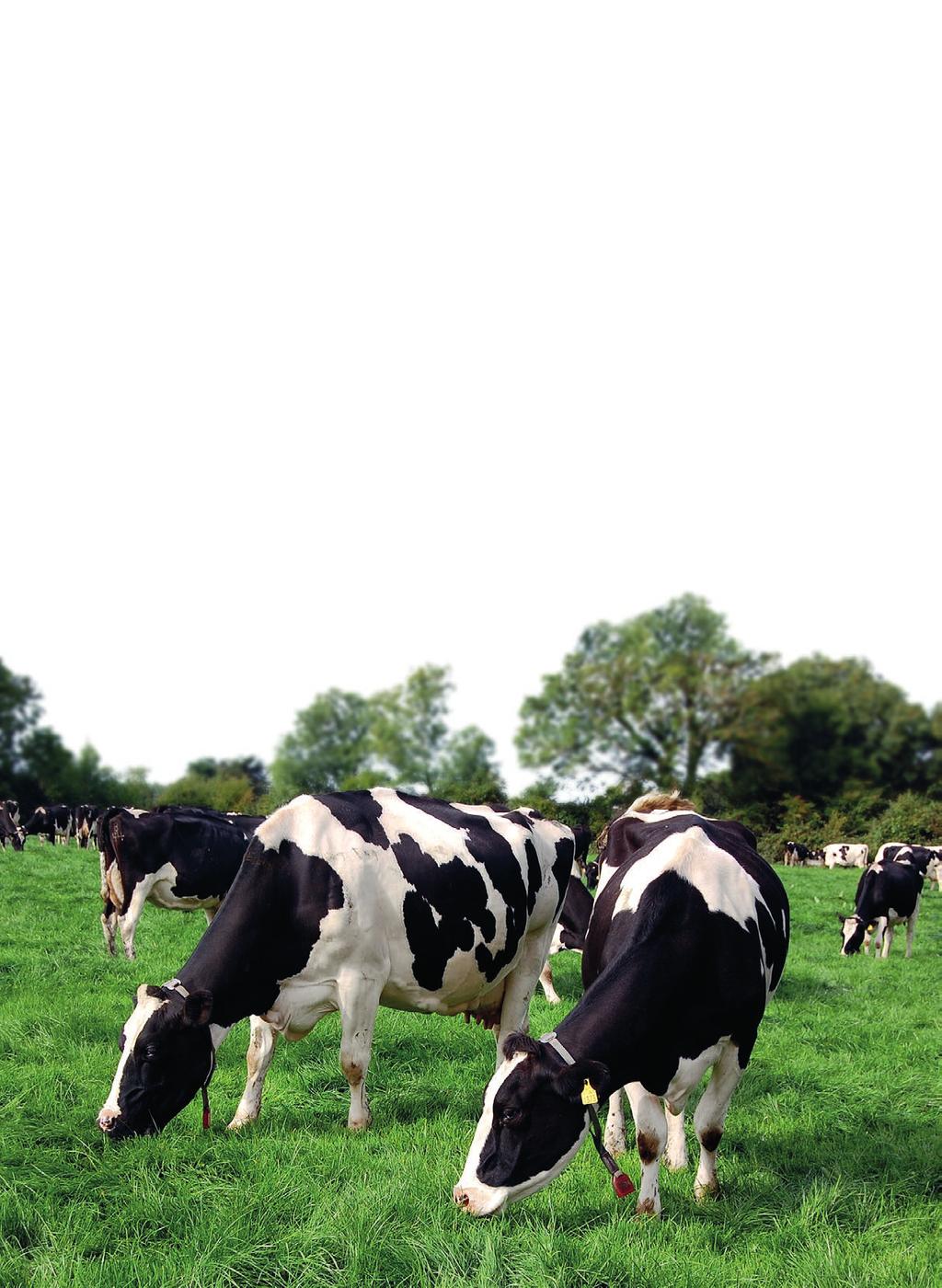 OCENA