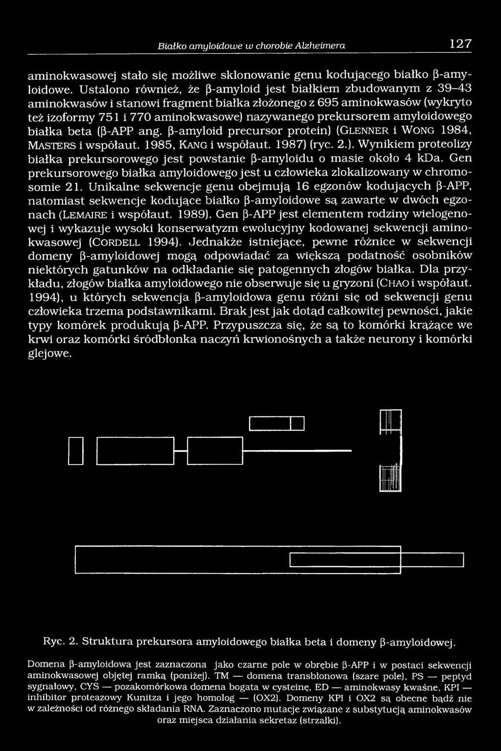 amyloidowego białka beta (ß-APP ang. ß-amyloid precursor protein) (G l e n n e r i W o n g 1984, M a s t e r s i współaut. 1985, K a n g i współaut. 1987) (ryc. 2.). Wynikiem proteolizy białka prekursorowego jest powstanie ß-amyloidu o masie około 4 kda.