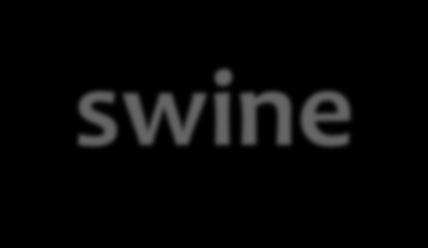 African swine