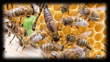 Cele szczegółowe: Uczeń: dowiaduje się od kiedy na Ziemi latają pszczoły, dowiaduje się ile gatunków pszczół żyje na