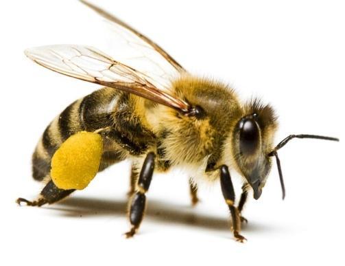 Pszczoły występują w prawie 20 tysiącach gatunków na całym świecie, a w samej Polsce można je spotkać w aż 450 odmianach.