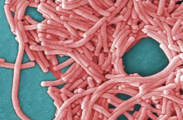DIAGNOSTYKA MIKROBIOLOGICZNA Mała aktywność metaboliczna utrudnia identyfikację i różnicowanie na bazie cech biochemicznych Podstawą diagnostyki badania serologiczne immunofluorescencji