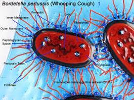 Krztusiec (potoczna nazwa koklusz) wywoływana przez pałeczkę krztuśca Bordetella pertussis przenosi się drogą oddechową i jest bardzo zaraźliwa w wyniku kontaktu z chorą osobą zakażeniu ulega do 90%