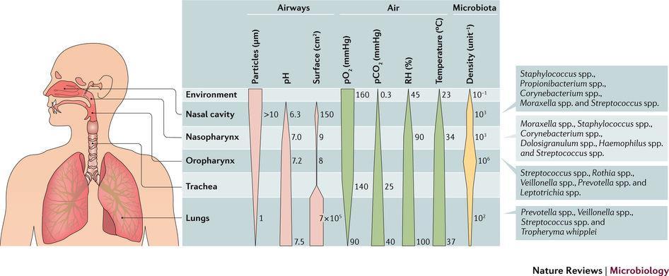 Fizjologiczne i mikrobiologiczne gradienty w drogach oddechowych Jałowe Man WH, de Steenhuijsen Piters WA, Bogaert D.